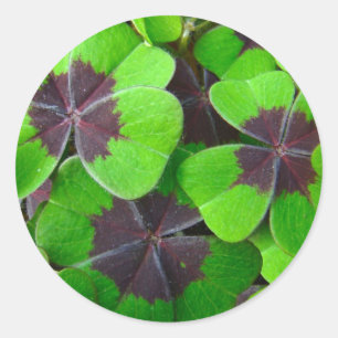 Oxalis Leaves - Red and Green Classic Round Sticker