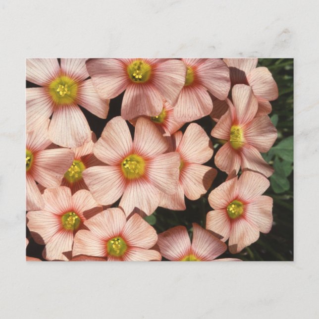 Oxalis, wood-sorrel Flowers Postcard (Front)