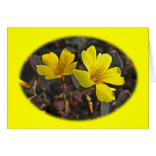 Oxalis Yellow-Flowered Houseplant