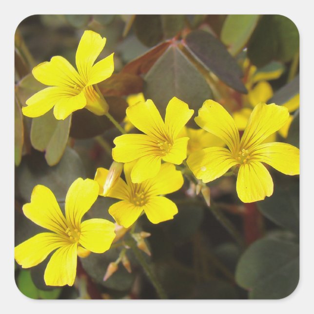 Oxalis Yellow-Flowered Houseplant Square Sticker (Front)