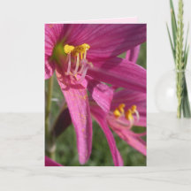 Oxblood Lily