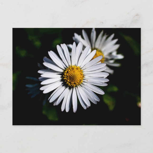 oxeye daisy postcard (Front)