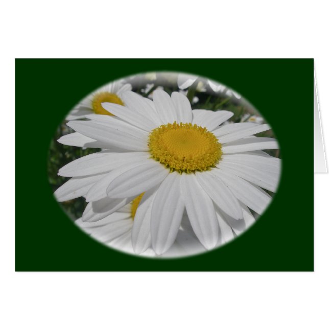 Oxeye Daisy Wildflower Floral Items (Front Horizontal)
