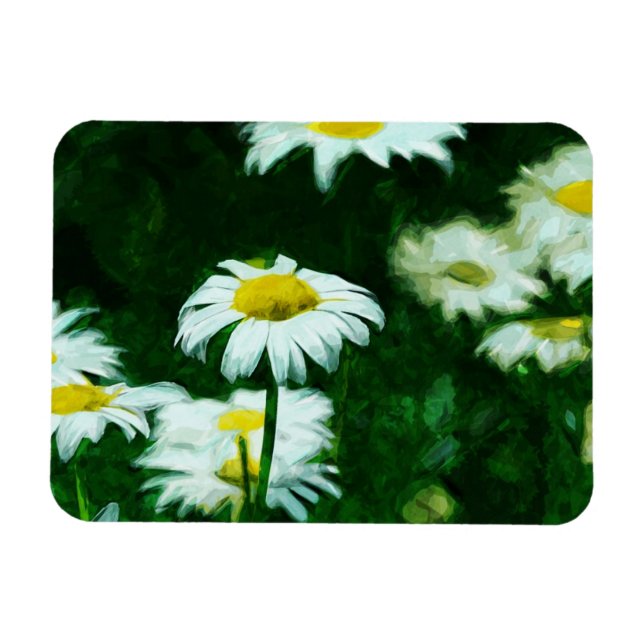 Oxeye White Daisies Abstract Impressionism Magnet (Horizontal)