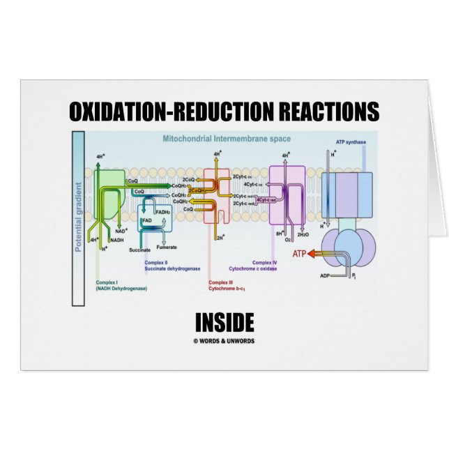Oxidation-Reduction Reactions Inside (Front Horizontal)