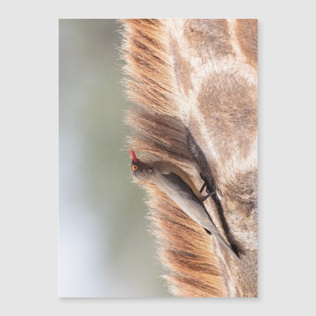 Oxpecker on a giraffe (Front)