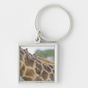 Oxpeckers on Giraffe, Kruger National Park, Keychain