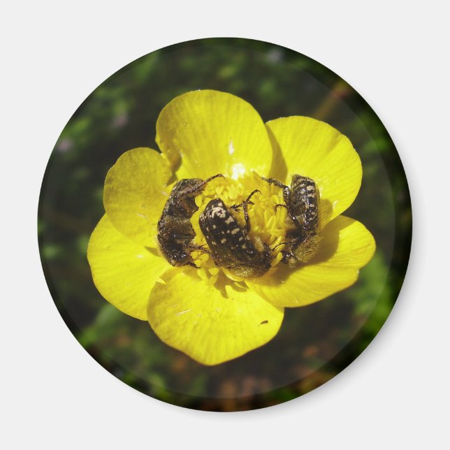 Oxythyrea Funesta Beetles Magnet (Front)