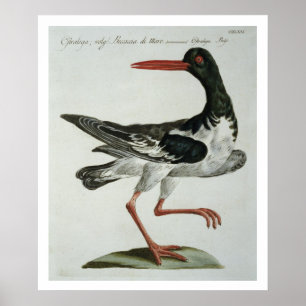 Oyster Catcher, c.1767-76 (hand coloured engraving Poster