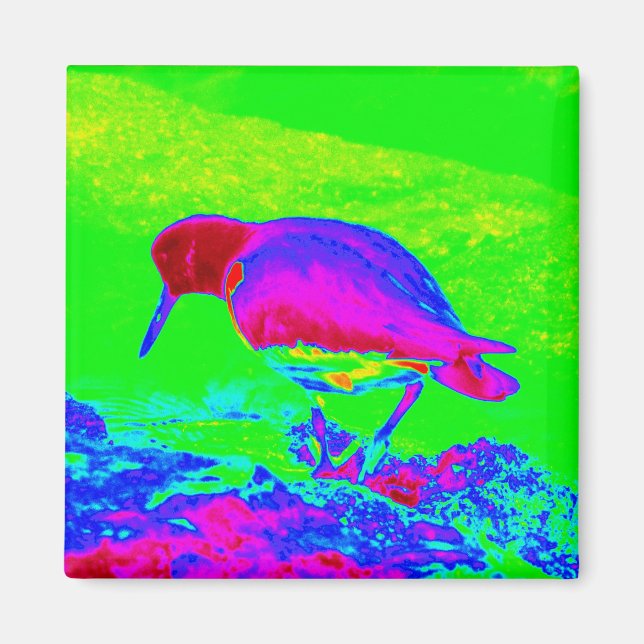 Oyster Catcher Magnet (Front)