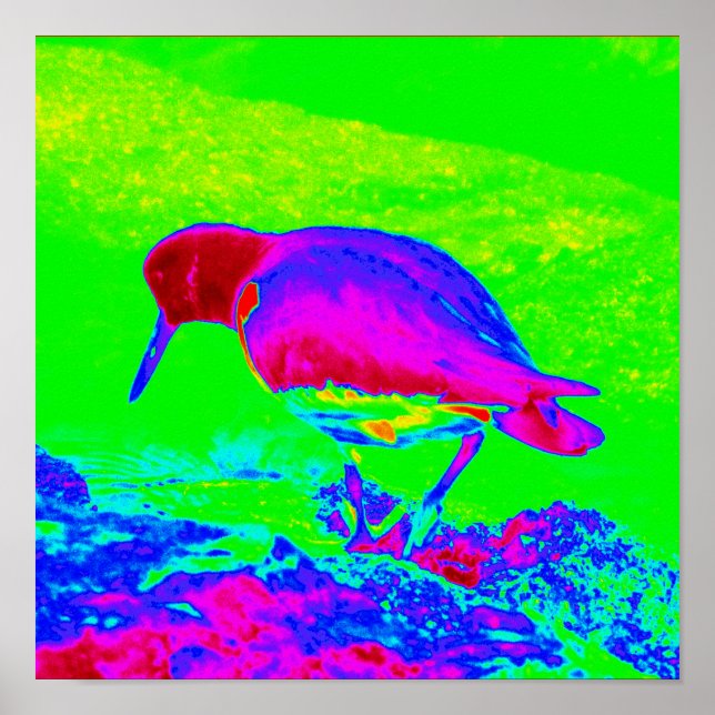 Oyster Catcher Poster (Front)