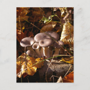 Oyster mushroom postcard
