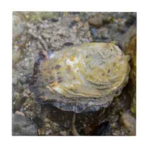 Oyster shell tile