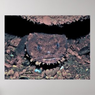 Oyster Toadfish Poster