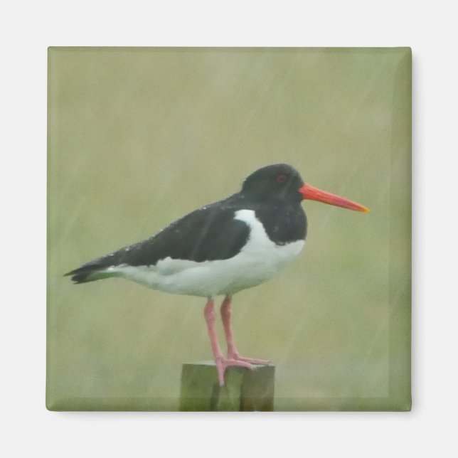 Oystercatcher Magnet (Front)