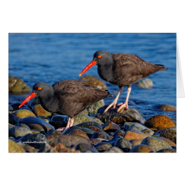 Oystercatcher noir Voir, Oystercatcher noir Do (Devant horizontal)
