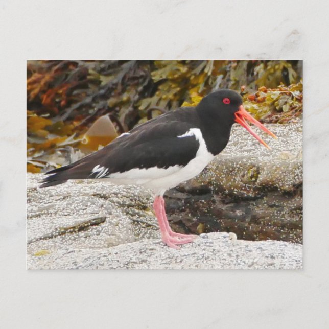 Oystercatcher Postcard (Front)