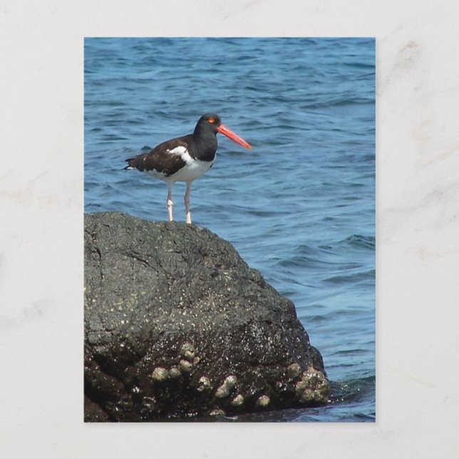 Oystercatcher Shorebird Postcard (Front)