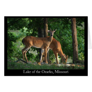 Ozark Deer (Titre)