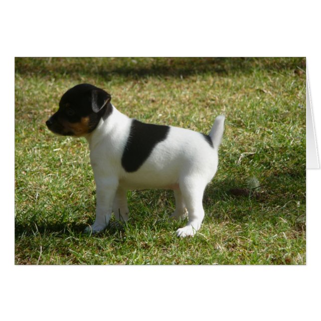 P1010024 Chiot de Rat Terrier (Devant Horizontal)