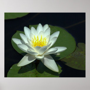 P1100646.RAW , "WHITE LOTUS BLOSSOM" POSTER