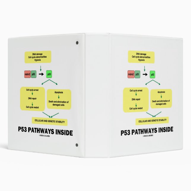 p53 Pathways Inside Cell Molecular Biology Binder (Background)