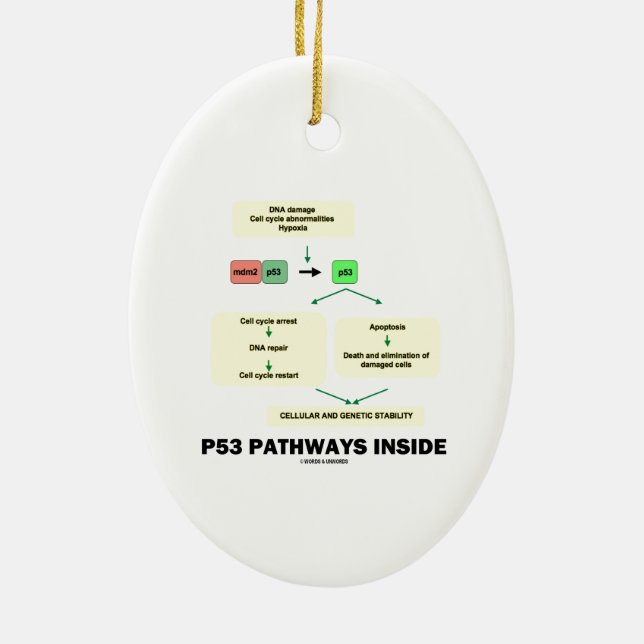 P53 Pathways Inside (Cell Molecular Biology) Ceramic Ornament (Back)