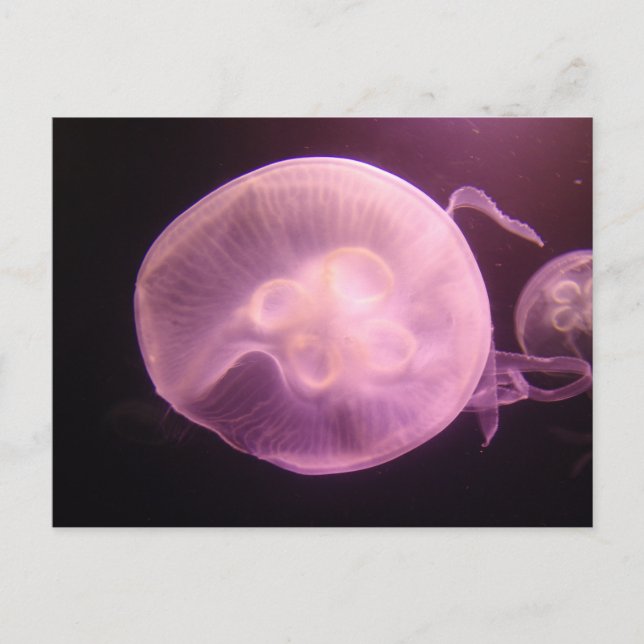 P6250304 POSTCARD (Front)