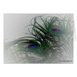 © P Wherrell Pale stylish peacock feathers