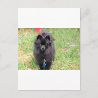 Pablo the Pomeranian Postcard