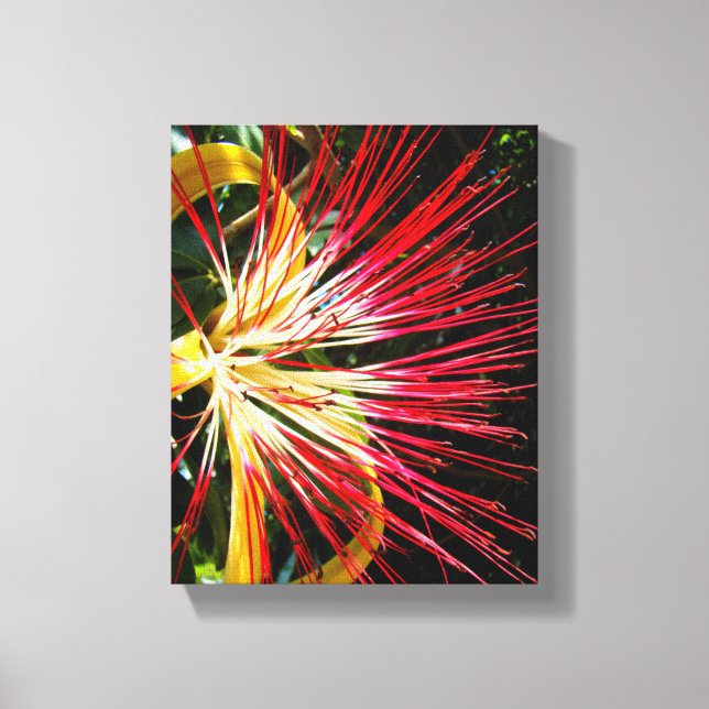 Pachira Aquatica Canvas Print (Front)