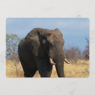 Pachyderm Invitation