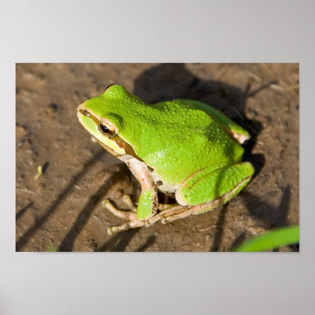 Pacific Chorus Frog Poster (Front)