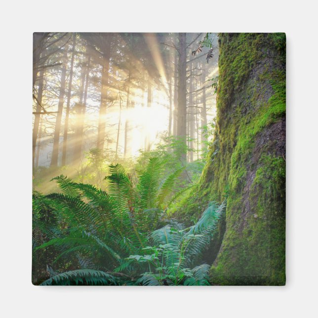 Pacific Coast Forest, Oregon Magnet (Front)