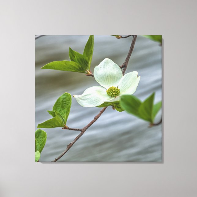 Pacific Dogwood Canvas Print (Front)