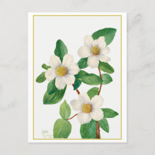 Pacific Dogwood Vintage Botanical Illustration Postcard