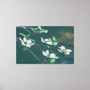 Pacific Dogwoods Canvas Print