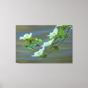 Pacific Dogwoods Canvas Print
