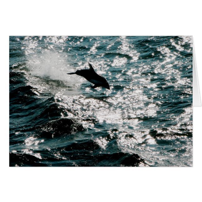 Pacific Dolphin (Front Horizontal)