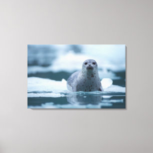 pacific harbour seal, Phoca vitulina richardsi Canvas Print