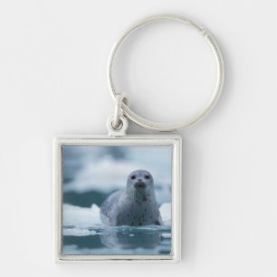 pacific harbour seal, Phoca vitulina richardsi Keychain