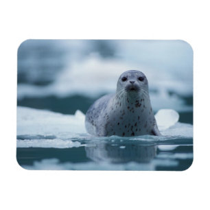 pacific harbour seal, Phoca vitulina richardsi Magnet
