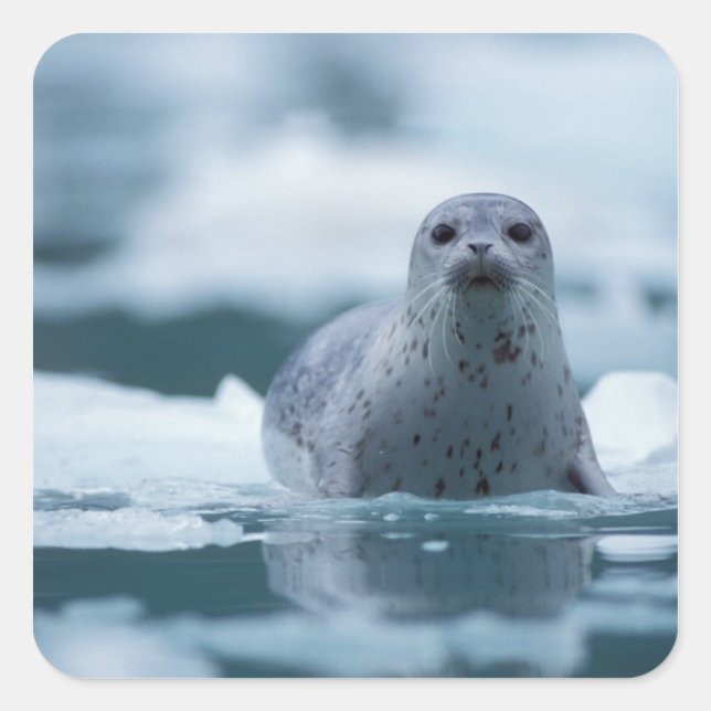 pacific harbour seal, Phoca vitulina richardsi Square Sticker (Front)
