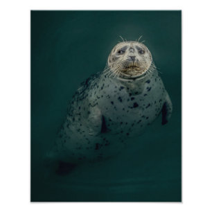 Pacific Harbour Seal Photo Print