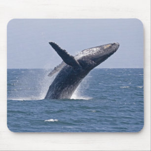 Pacific Humpback Whale... Mouse Pad