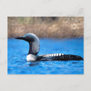 Pacific Loon Postcard