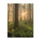 Pacific Northwest Forest | Foggy Morning