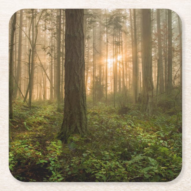 Pacific Northwest Forest | Foggy Morning Square Paper Coaster (Front)