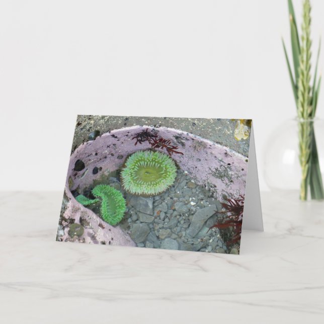 Pacific Northwest Tidepool with Green Anenomes Card (Front)
