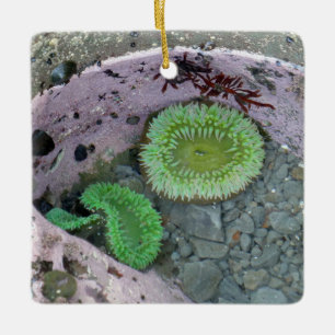 Pacific Northwest Tidepool with Green Anenomes Ceramic Ornament